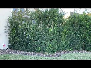 Podocarpus Screen 10-12 ft/Planted and Guaranteed/The Tree Planters Installing Trees for 50 Years