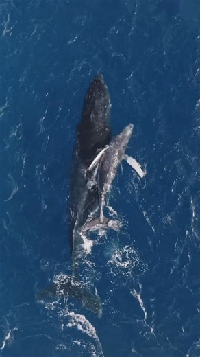 13K views · 670 reactions | Whale-come to paradise! Our VIP guests have officially checked in, and they’re making waves in style. | The Westin Maui Resort and Spa | Facebook