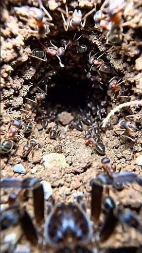 This Spider Hunts Ants… Inside Their Colony 👀