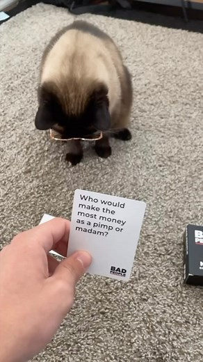 Makes sense. #cat #bap #fyp #badpeople | bap.kat