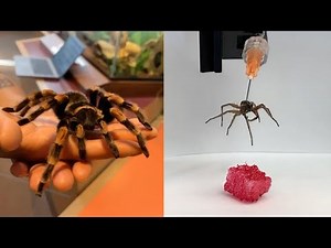 This Week in Science : Turning dead spiders into robots
