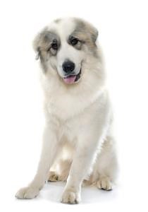 Great Pyrenees Training - Pet Net ID