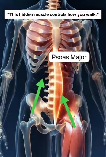 Most people have never heard of the Psoas Major… But this deep muscle connects your spine to your legs and controls how you walk, sit, and move. Try lifting your leg… that’s your Psoas working. 💪 #Anatomy #HumanBody #PsoasMajor #3DAnatomy #ViralScience