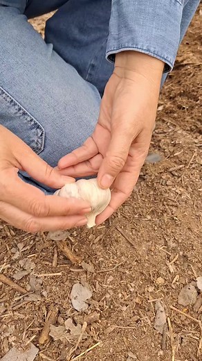 Guía para la siembra de ajos en el huerto