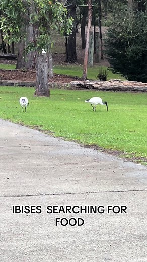 Ibis Search for Food: Observing These Elegant Birds in Nature
