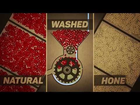 'The Coffee Man' - Washed Carbonic Maceration