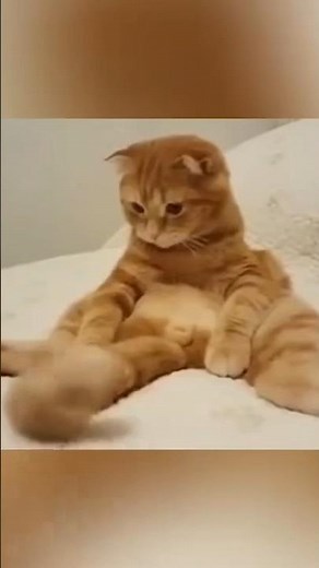 Ranking the Clumsiest Cats of All Time 🤣 #cat #shorts #funny