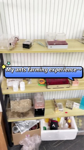 Exploring the Ant Farming Experience in The Ants: Underground Kingdom