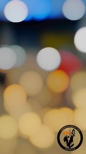 105 reactions · 6 comments | Hard surface tracking.. #malinois #trackingdog #roopoorte #hondentraining #sartraining #scentwork | Wim De Kinder | Facebook