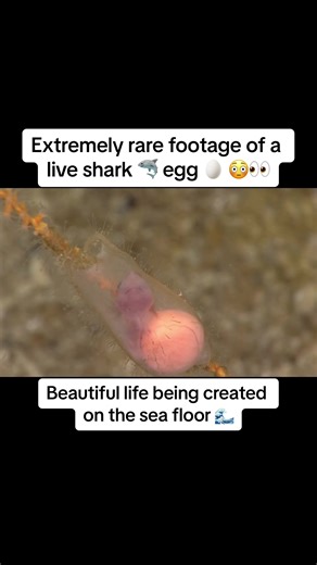 Rare Footage of a Live Shark Egg on the Ocean Floor