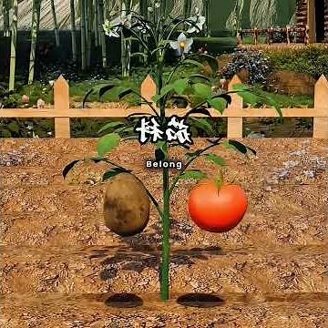 How to Grow Tomatoes Above and Potatoes Below on ONE Plant! 🌱🤯
