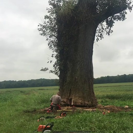 #bigtree #tree #falling #felling #oak #nature #outdoors #viral #viralvideo #epic #heavy #satisfying #bassnectar #music #followmeh