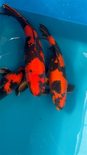 The Quality Of These Imported Japanese Hi Utsuri Is Insane #koi #koifish