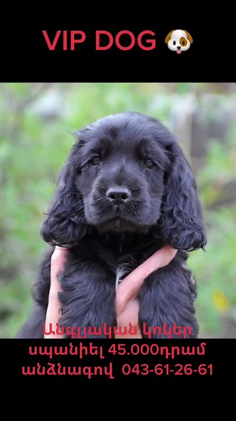 VIP DOG CLUB🐶 (@viip_dog)’s videos with original sound - originalno.bg