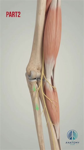 What happens when the radial nerve becomes irritated or compressed near the elbow and forearm? This 3D anatomy video explains how the radial nerve, forearm extensor muscles, wrist, fingers, and surrounding tissues work together during movement. You’ll see how nerve irritation can affect sensation along the back of the hand, reduce wrist and finger extension control, and make gripping less efficient. The video also shows how reduced pressure can improve nerve gliding and restore smoother movement