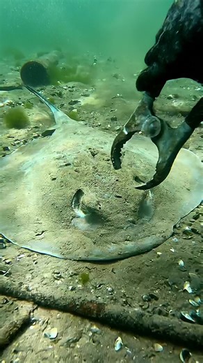 Underwater Fishing Techniques for Catching Fish