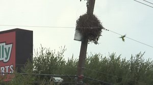 Controversy over removal of bird nests from power lines