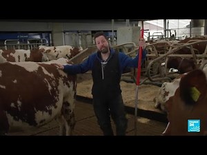 Pays-Bas : l'agriculture intensive dans le viseur du gouvernement • FRANCE 24