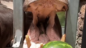 Hippo crushes watermelon at zoo in San Antonio, Texas
