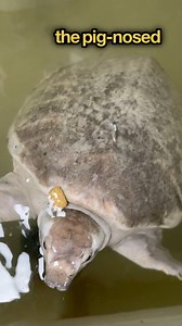 36K views · 1.2K reactions | NOT A SEA TURTLE | Garden State Tortoise | Facebook