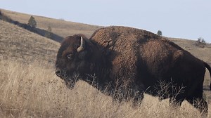 198K views · 9.6K reactions | A giant bison roams the Montana plains as winter finally gives way to spring in the northern Rocky Mountains. #outdoors #spring #animals | Michael Hodges, Author | Facebook