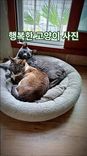 행복한 고양이 사진 Happy cat pictures | 귀여운 고양이 cute cat 러시안블루 태비 루미 시루 russian blue tabby cat photos