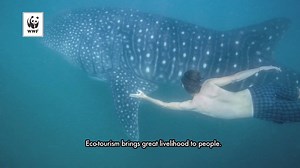 52K views · 763 reactions | From being a fifth class municipality on the way to a first class, Donsol has transformed into a global ecotourism hub through strong conservation measures brought about by WWF. Here's the story of Donsol: | WWF-Philippines | Facebook