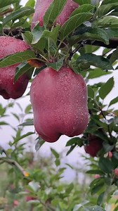 4.9K views · 41 reactions | Apple farming is a profitable venture, but it requires proper planning, suitable climatic conditions, and good orchard management practices. Below is a step-by-step guide to successful apple farming. | Livestock Farmer | Facebook