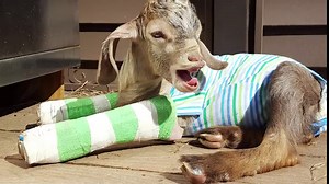 Excellent customer service. All orders ship within 2 business days. USPS has been experiencing major delays due to the Covid19 situation which has delayed delivery times.