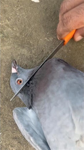 How to Treat a Sick Pigeon at Home 🕊️ | Safe & Simple Natural Remedies #PigeonCare