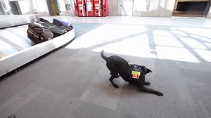 209K views · 973 reactions | Ever wonder how airport authorities find the piles of cash stashed in your suitcase? Jagger — a 10-year-old ink expert — sniffs it out. | National Post | Facebook