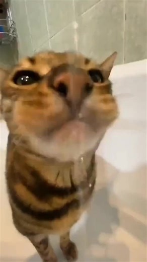 Cat Licking Water Memes Compilation | Funny Cat Videos