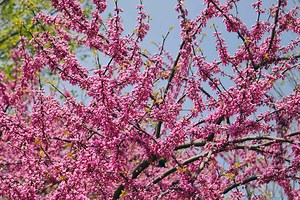Why Redbud Trees Bloom On Bare Branches Each Spring