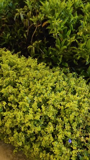 7.8K views · 114 reactions | Heart for the World W26 Samsung screen quality | Trendy Tech Review | Facebook