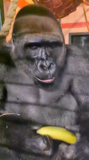 950K views · 10K reactions | Amazing! #gorilla | Gorilla Channel | Facebook