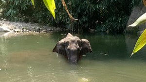 Kerala pregnant elephant drowned herself to death after explosion in mouth, 3 suspects in custody | Key points