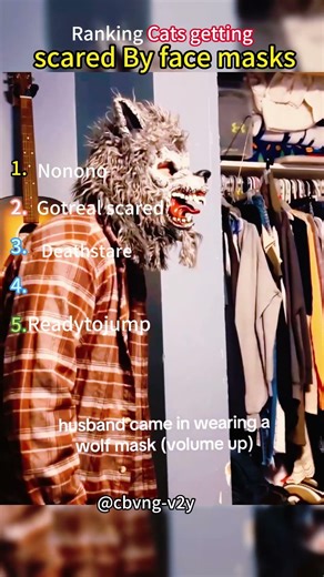 Ranking Cats getting scared By face masks #shoertsvideo #funny #cat