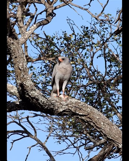 93 reactions | A Dark Chanting Goshawk enjoying a well-deserved meal. @senalalasafarilodge @guidegeena | Senalala Safari Lodge | Facebook