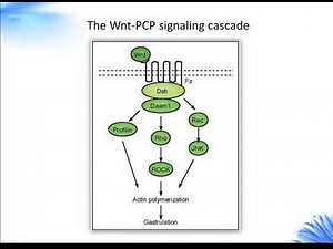 Wnt signaling pathway Creative Diagnostics
