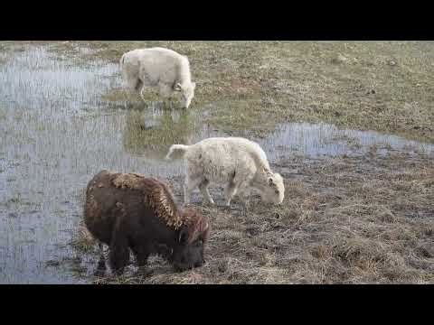 One in Ten Million: White Bison Siblings Sighted in Wyoming