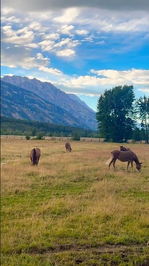 The Beauty of the Grand Tetons ⛰️