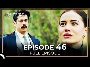 Lovebird Episode 46
