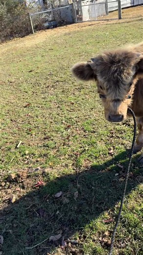 Ernie is doing great! Almost ready for his new home. | Hoffner Hill Farm LLC