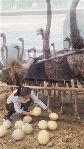 Biggest vs Smallest Bird Eggs in the World! 🥚🦅