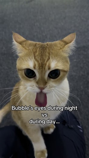 Transforming Cats: Bubble’s Day and Night Transformation