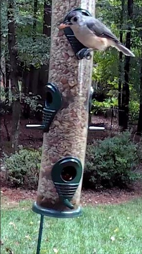 A Titmouse, Finch, and Chickadee Take Turns at the Feeder