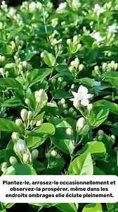 Transformez votre balcon en paradis au clair de lune ✨ * 100 Graines du jasmin double = 100 chances de cultiver de la magie! *  Fragrance à floraison nocturne qui surpasse les bougies  Cultives infaillibles - trempez, plantez, sourire!  parfait pour les cadeaux et le jardinage de plaisir coupable P.S. Les abeilles vous écrivent des notes de remerciement.   https://tinyurl.com/jaf6rsem | Vaste Maroc | Facebook