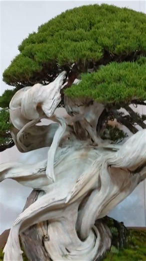🐎 3 #国風賞 #真柏 #鉢#行山長方🏇 🌳 #国風#盆栽 #第100回#2026年 #國風#盆栽展 #主催#日本盆栽協会#後援#文化庁#東京都#NHK #東京#都美術館