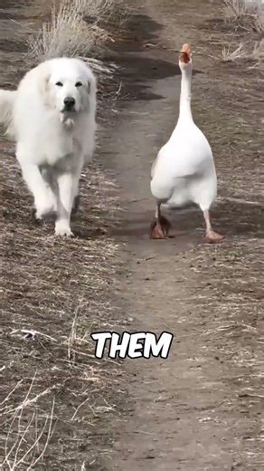 TOP THREE MOUNTAIN DOGS THAT KILL WOLVES