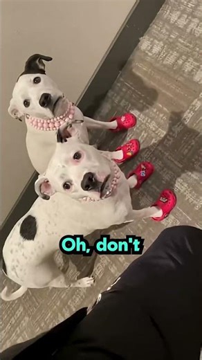 Sports mode crocs #shortsfeed#dogs